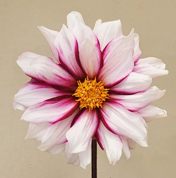Poza Bulbi de flori de gradina Dahlia Mignon Edge of Joy (dalia), 1 radacina / pachet. Poza 16840