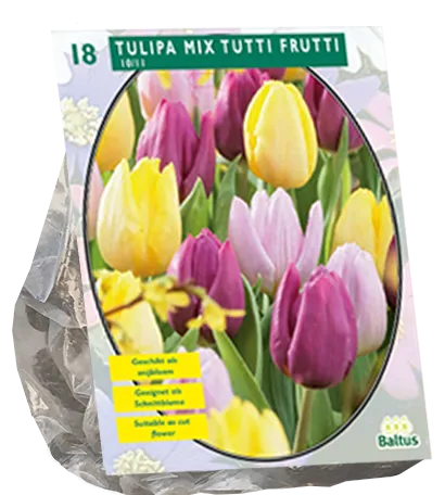 Poza Bulbi de lalele Mix Tutti Frutti, 5 bulbi/ghiveci, culori diferite,. Poza 15806