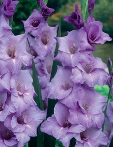 Poza Bulbi flori perene Gladiole BlueTropic, 7 buc/pachet. Poza 16984