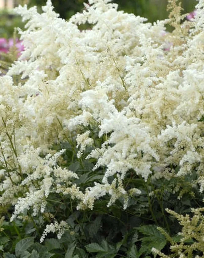 Poza Flori perene de gradina Astilbe Deutschland, cu flori albe la ghiveci de 3l Poza 14267