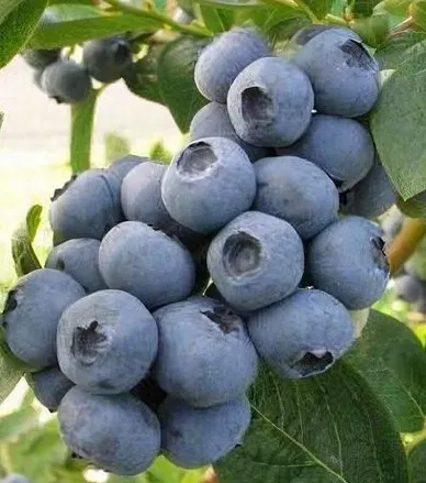 Poza Arbusti fructiferi, afin, Vaccinum corymbosum, soiul Torot, la  ghiveci 3l, h=20-30cm(ramificat). Poza 17044