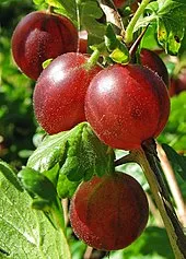 Poza Arbusti fructiferi Agris rosu (Ribes uva crispa), Hinnonmaki Rot, ghiveci 1l,h=28 c. Poza 11170