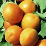 Poza Pomi fructiferi de vanzare: caisi soiul Harcott. Pomi fructiferi altoiti.
