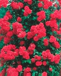 Poza Trandafiri agatatori cataratori de gradina cu radacini in ghivece Paul's Scarlet 