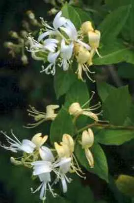 Poza Planta urcatoare parfumata Lonicera japonica Halliana (Mana Maicii Domnului, caprifoi)