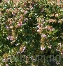 Poza  Arbusti parfumati de gradina: Abelia grandiflora
