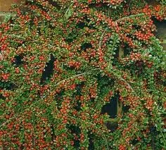 Poza Arbust tarator Cotoneaster microphylla
