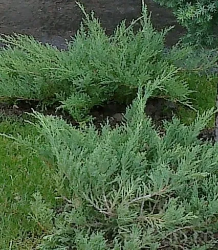 Poza Juniperus x media Pfitzeriana Glauca 