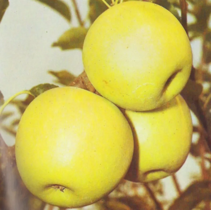 Poza Pomi fructiferi de vanzare: mar soiul Golden Delicios. 