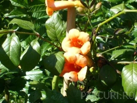 Poza Plante cataratoare Campsis grandiflora Yellow Trumpet la ghiveci