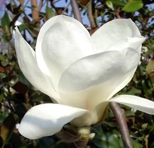 Poza Magnolia denudata YULAN