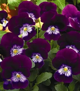 Poza  Viola cornuta mini / Panselute miniaturale