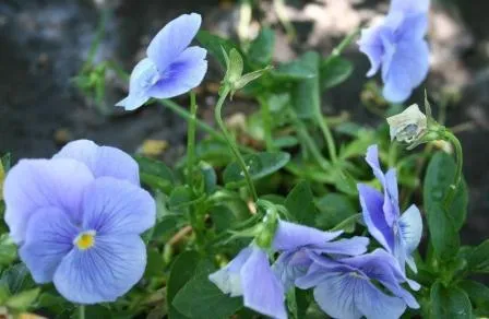 Poza Flori de gradina bienale Viola mini / Panselute miniaturale. Flori la ghivece de 9 cm.