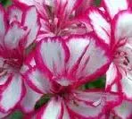 Poza Plante de balcon muscate curgatoare cu floare dubla satirat alb -roz (Pelargonium peltatum) 