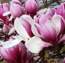 Poza Magnolia soulangeana Purpurea