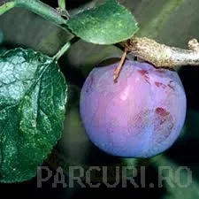 Poza Pomi fructiferi Pruni soiul Diana. 