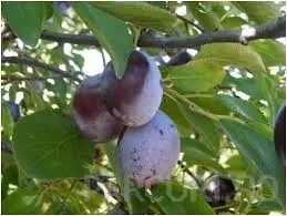 Poza Pomi fructiferi Pruni soiul Muscat Debrecen