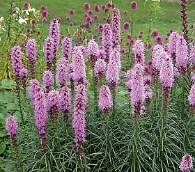 Poza Flori de gradina perene Liatris spicata (Stea stralucitoare)