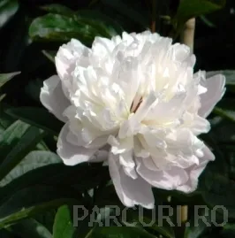 Poza Bujor Paeonia lactiflora Duchesse de Nemour