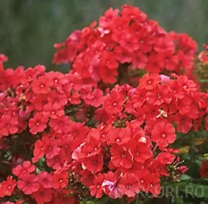 Poza Flori de gradina perene Flox/ Phlox paniculata Red Riding