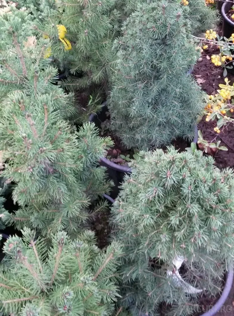 Poza Arbusti rasinosi PICEA ALBERTINA CONICA ghiveci 5-7 litri, H-50-60 cm