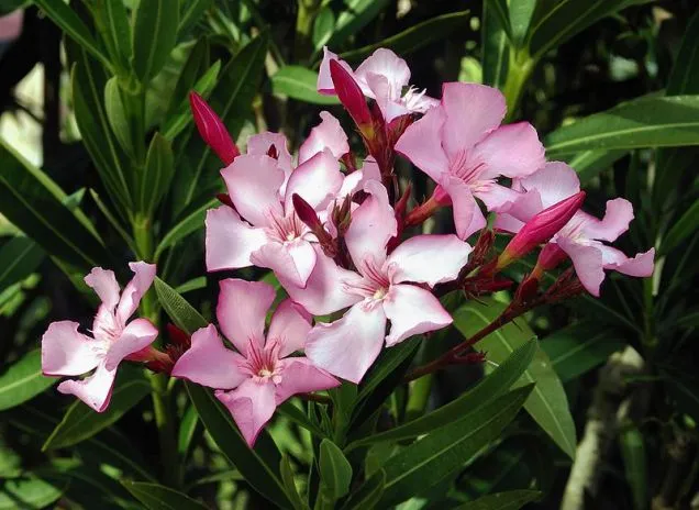 Poza Plante de balcon NERIUM OLEANDER (leandru roz) ghiveci 3 litri h=30-40 cm. Poza 8599