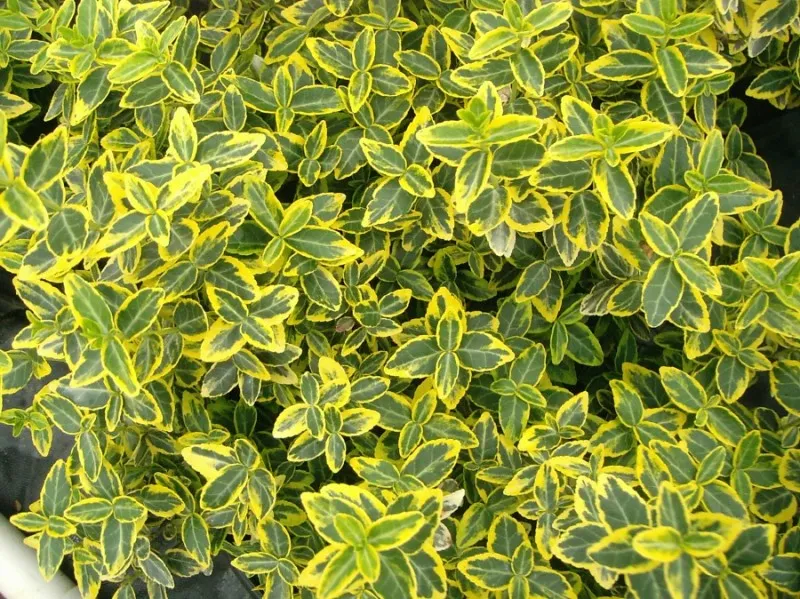 Poza Arbust frunze persistente EUONYMUS Emerald Gold, euonimus,  ghiveci 3-4 litri, h= 20-30cm. Poza 8912