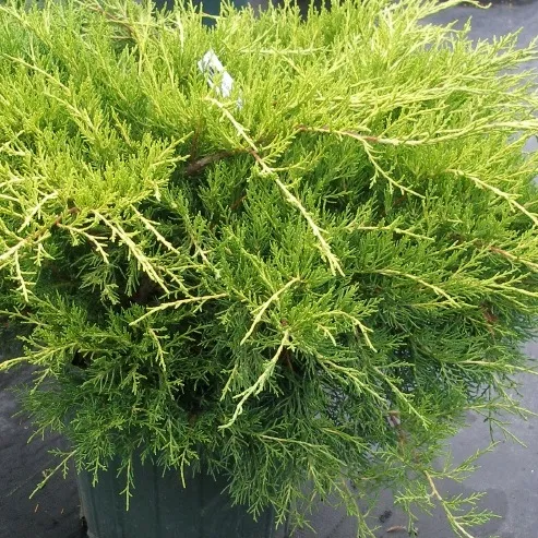 Poza Arbusti rasinosi Juniperus chinensis Armstrong Gold,  ghiveci 5 litri,40-60 cm. Poza 8921
