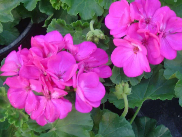 Poza Plante de balcon muscate curgatoare cu floare dubla Atlantic Violet. Poza 9319