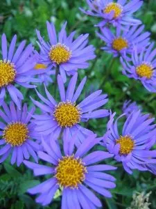 Poza Flori de gradina perene Aster alpinus Light Blue. Poza 9384