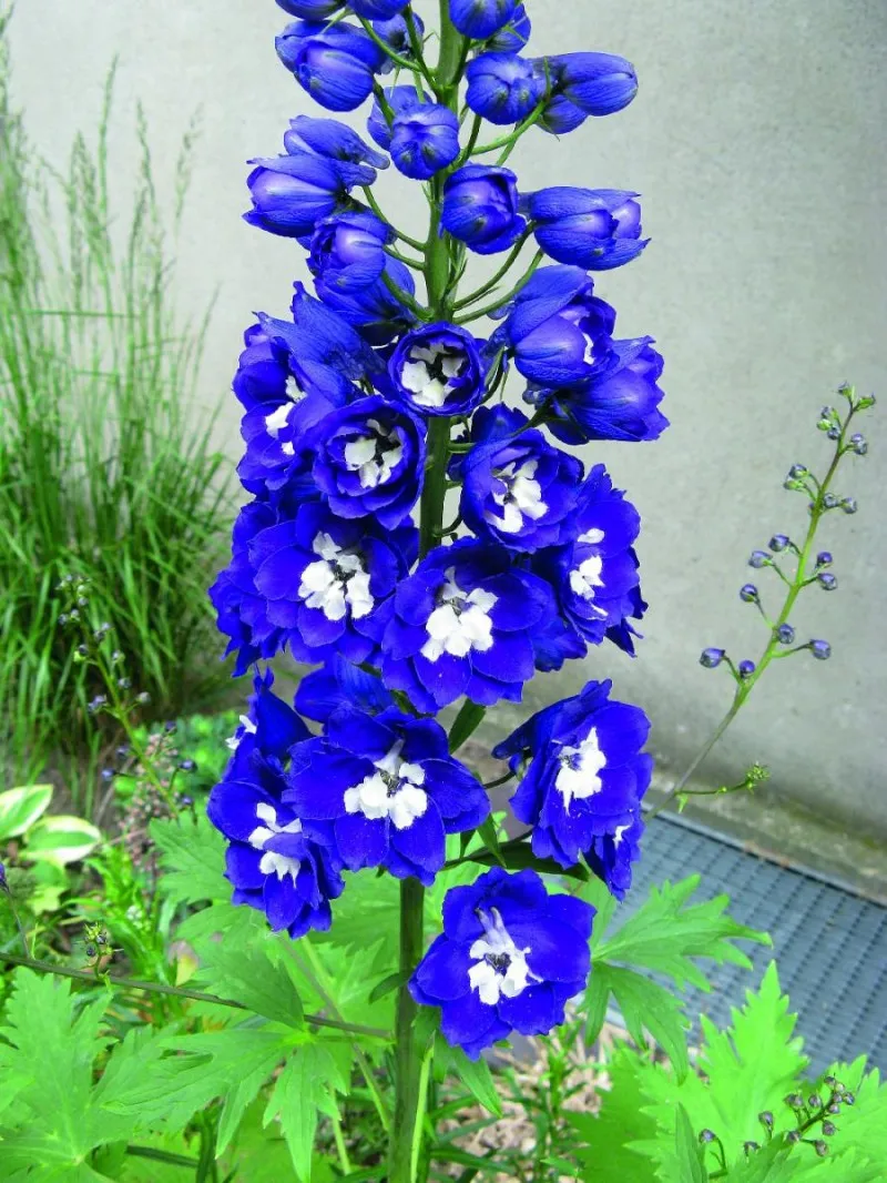 Poza Flori de gradina perene Delphinium Dark Blue and White Bee (nemtisorul de camp), culoare albastru icu alb. Poza 9417