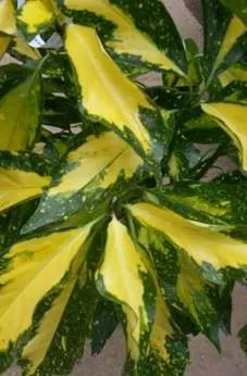 Poza Arbust frunze persistente AUCUBA JAPONICA CROTONIFOLIA ghiveci 5-7 litri, h=40-50. Poza 9474