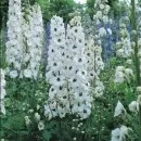 Flori de gradina perene Delphinium White, flori albe
