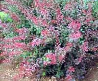 Arbusti foiosi cu frunze rosii BERBERIS THUNBERGII ROSE GLOW la ghiveci de 5 litri h=35-40 cm