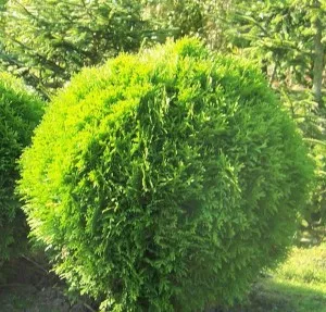 Arbusti rasinosi THUJA OCCIDENTALIS DANICA P23 30/40 cm