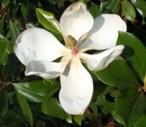 Magnolia grandiflora gallissoniensis Alta ( rezistenta la ger ) planta ramificata ghiveci 18 litri  h= 80-100  cm