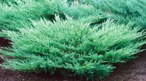 Arbusti rasinosi JUNIPERUS HORIZONTALIS ANDORA COMPACTA ghiveci 3 litri, 20-30cm