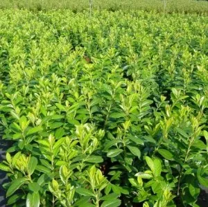 Arbusti foiosi evergreen PRUNUS LAUROCERASUS NOVITA 20-30 cm ghiveci 3 litri