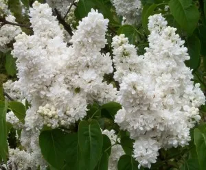 Liliac alb parfumat cu flori batute SYRINGA VULGARIS Madame Florent, h=30-40cm