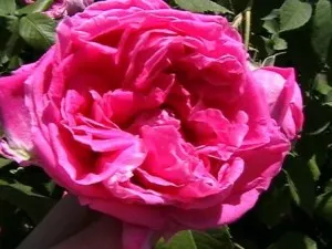 Trandafiri de dulceata cu radacina soiul Rose de Rescht in ghiveci de 3 litri