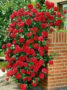 Butasi de trandafiri urcatori rosii soiul Santana la ghiveci de 3 litri