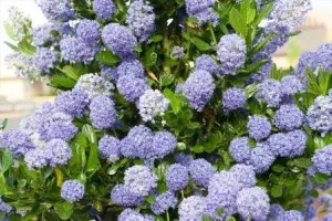 Arbust tarator de gradina cu flori CEANOTHUS THYRSYFLORUS REPENS BLUE - clt 3