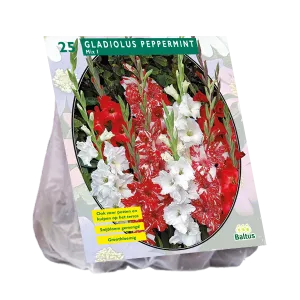 Bulbi flori perene Gladiole Peppermint Mix, 15 buc/pachet