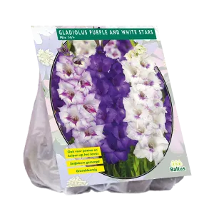 Bulbi flori perene Gladiole Purple and White Stars, 15 buc/pachet