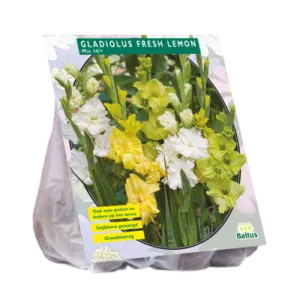 Bulbi flori perene Gladiole Fresh Lemon, 15 buc/pachet