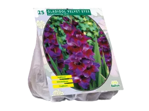 Bulbi flori perene Gladiole Velvet Eyes, 25 buc/pachet