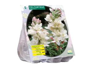 Bulbi flori perene Polyanthus Tuberosa, 5 buc/pachet