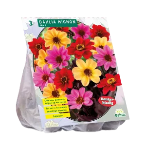 Bulbi de flori de gradina, Dalia Mignon mix , 3 radacini/pachet
