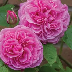 Trandafiri englezesti de gradina, cu ghiveci, soiul Gertrude Jekyl cu licenta David Austin