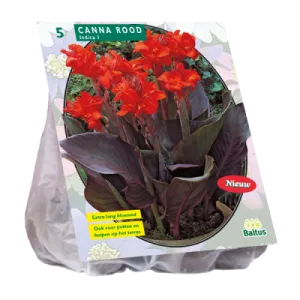 Bulbi flori perene, Canna Donkerroodblad, Rood, 3 rizomi/pachet
